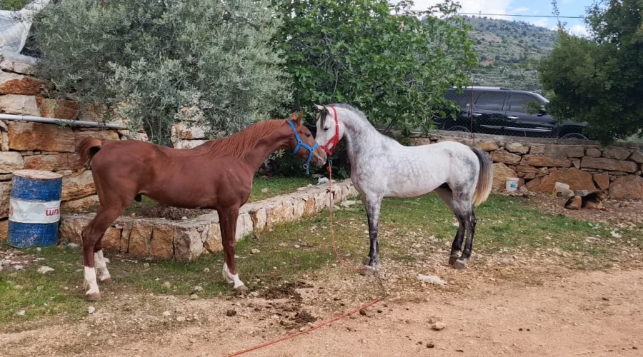 Horse Riding (Rawad Abo Mansour)